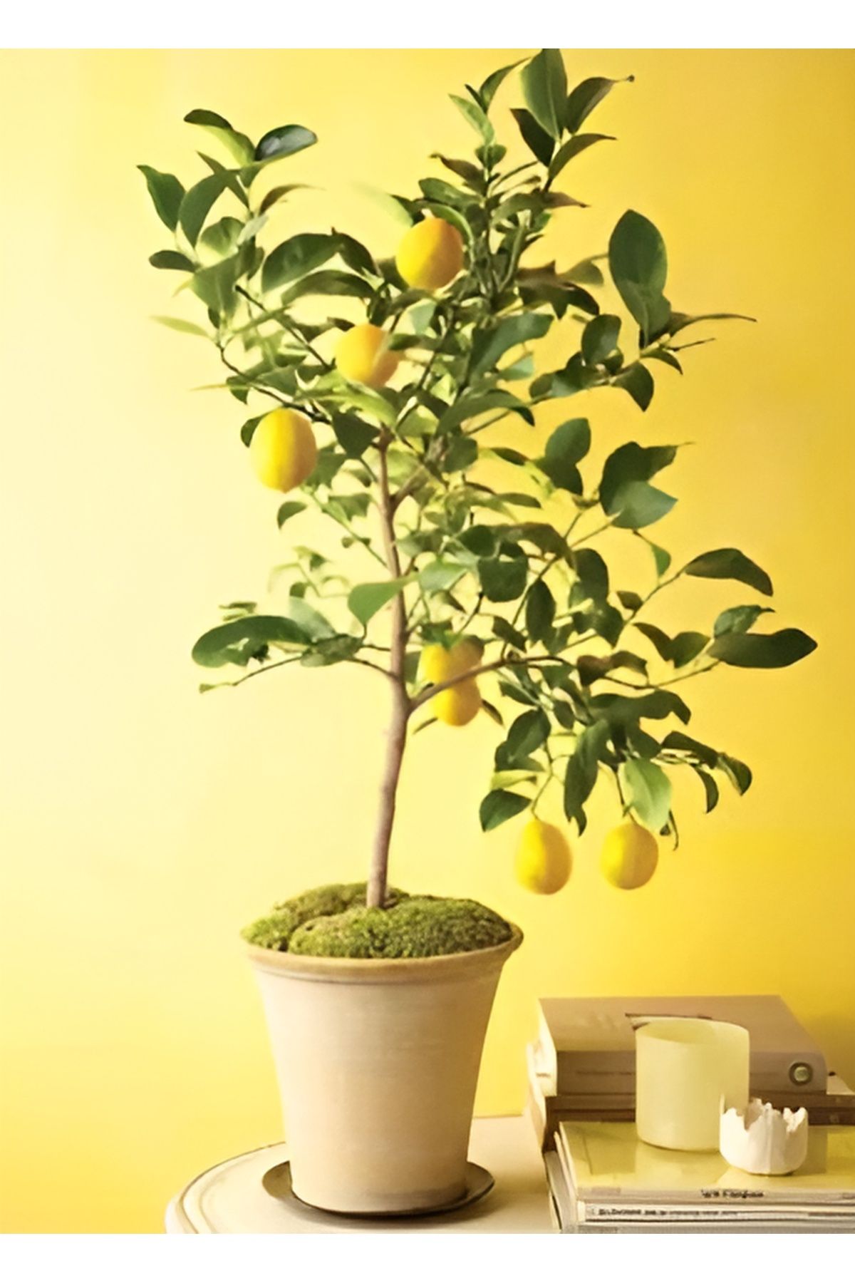 EVİM BAHÇEM Limon Fidanı Aşılı Yediveren Mayer Bodur Limon Fidanı (MEYVELİ) 2-3 yaş Limon Ağacı Fidanı