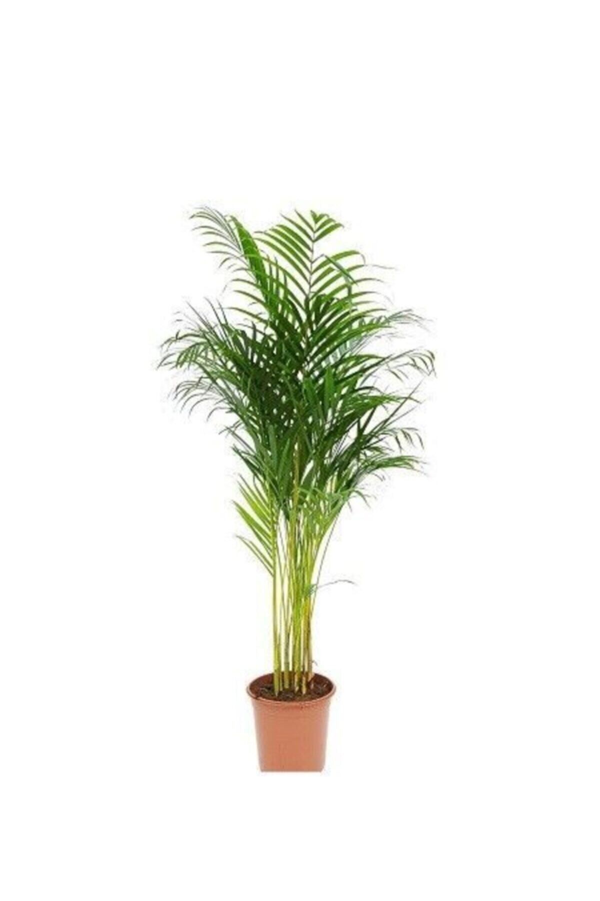 İç mekan bitkileri Areka Palmiyesi 90 -100 Cm Salon Palmiyesi Ev Ofis Hava Temizleyen Bitki