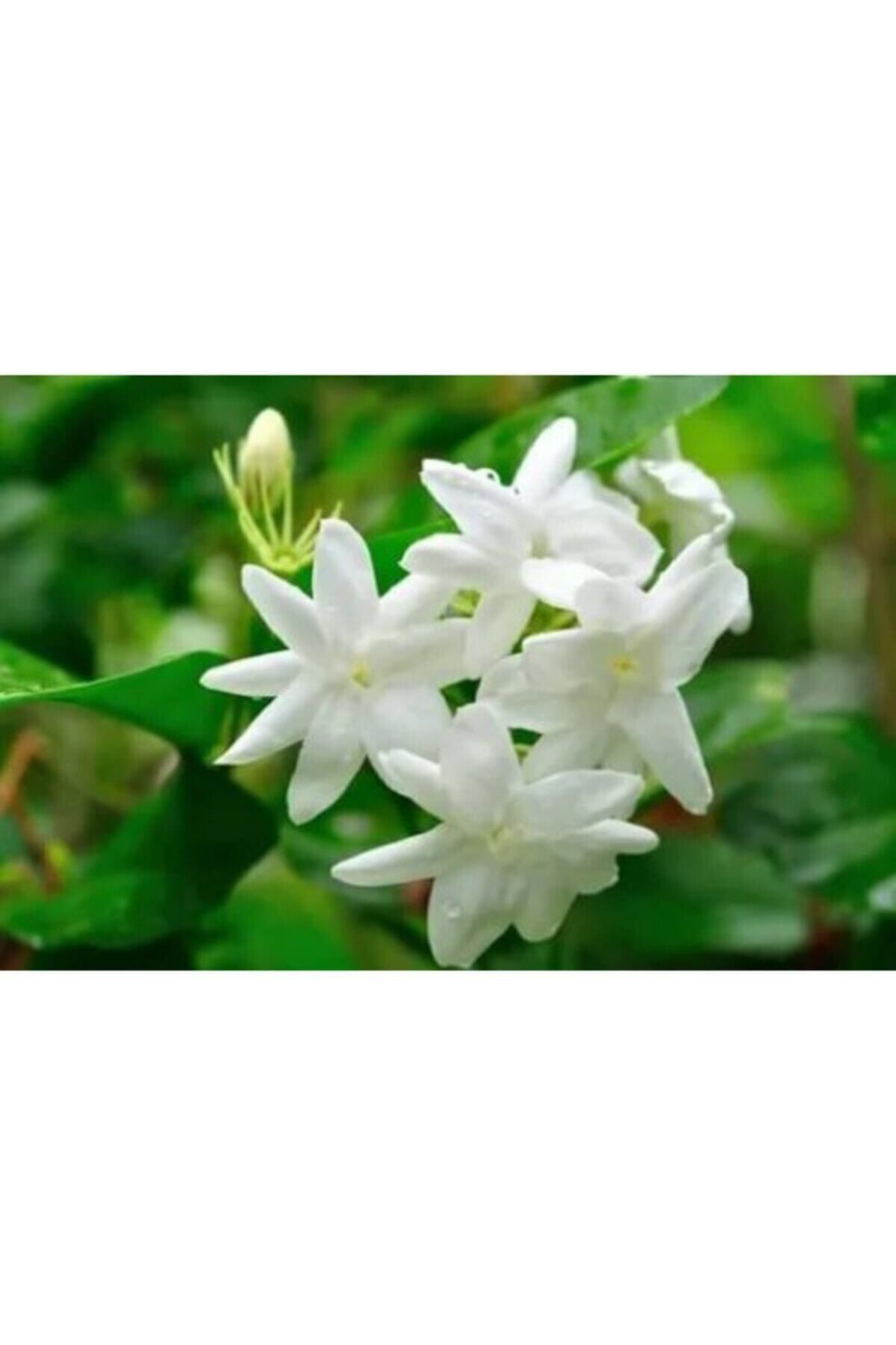 Bitkim Sende Ful Yasemin Çiçeği Beyaz Yasemin 40 Cm Saksılı