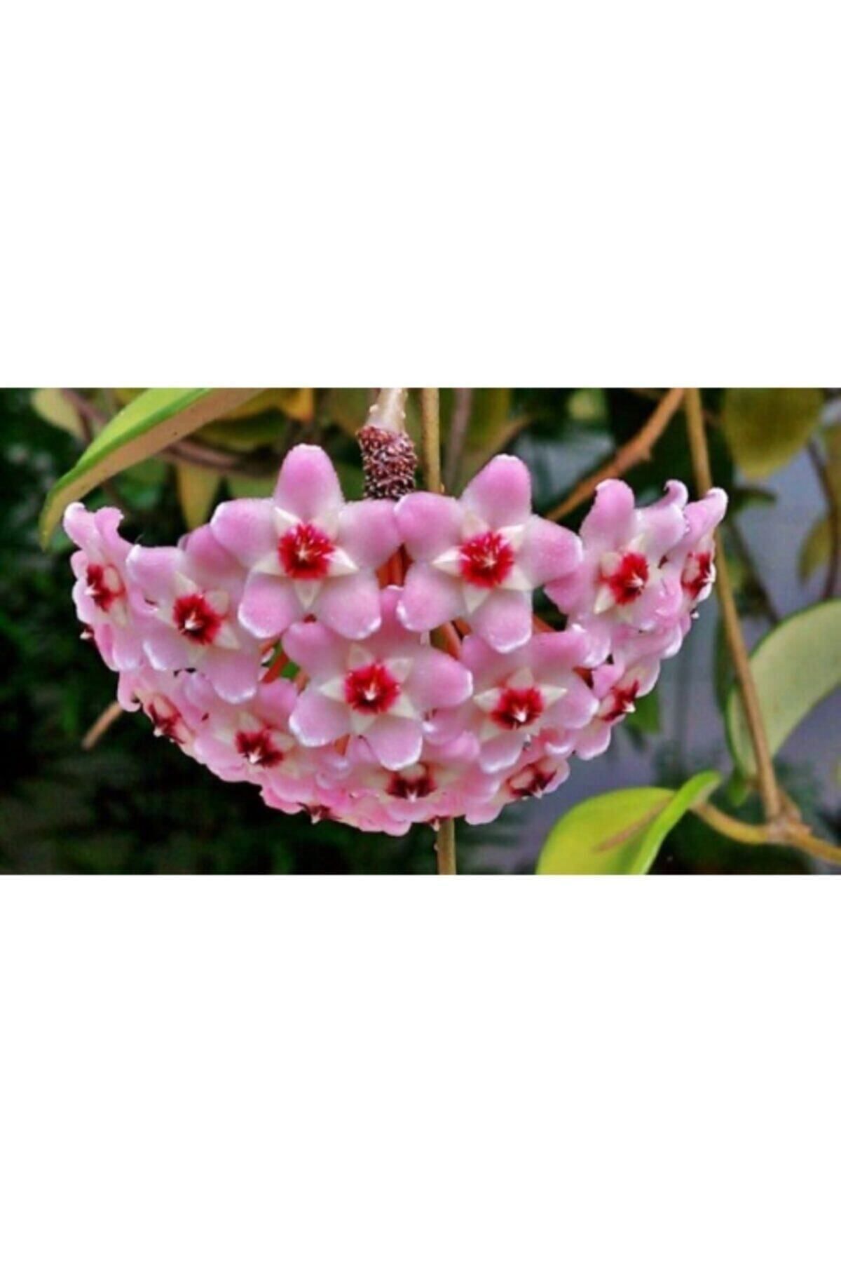 TURKİYE FİDAN Mum Çiçeği Hoya / Pembe 10 -15cm Gübre Ve Çiçek Tohumu Hediyeli