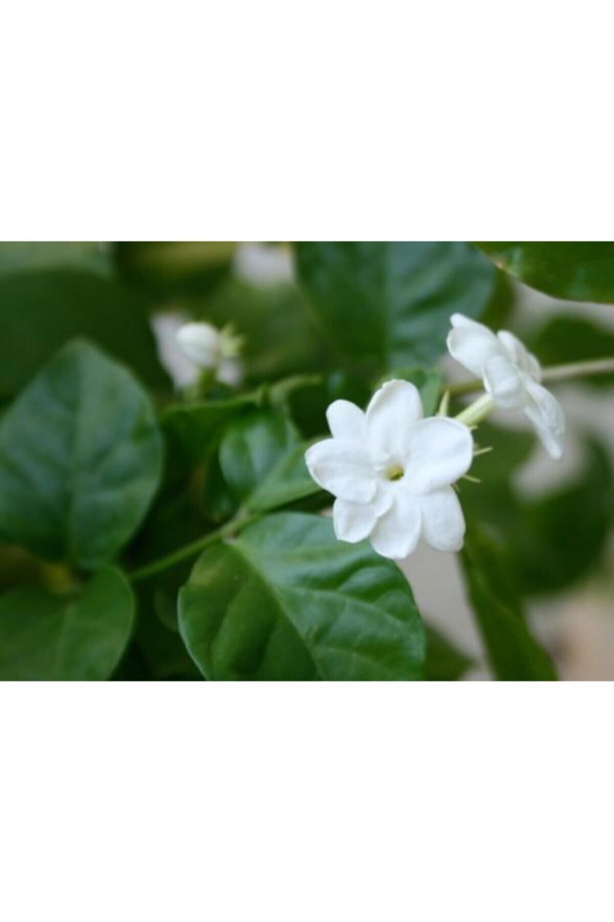 Bitkim Sende Ful Yasemin Çiçeği 70 Cm Beyaz Yasemin