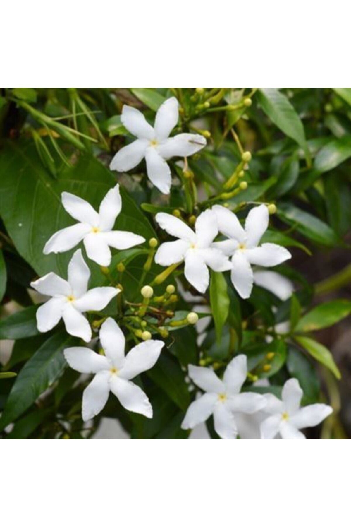 Bitkim Sende Ful Yasemin Çiçeği 50-70 Cm Beyaz Saksılı