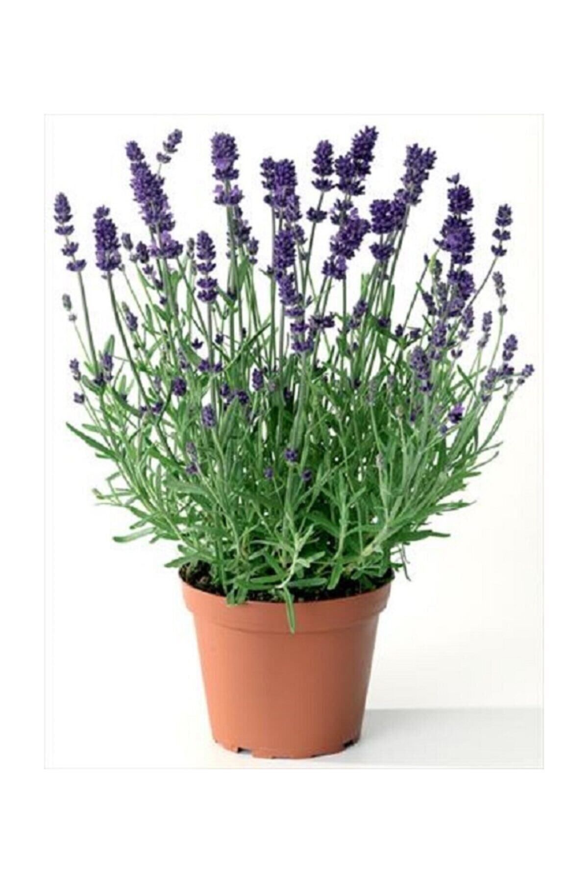 Berceste Peyzaj tasarım Lavanta Çiçeği 40 Cm Kokulu Aromatik Bahar Bitkisi Balkon Bitkisi Ev Bitkisi Dış Mekan Bitkisi