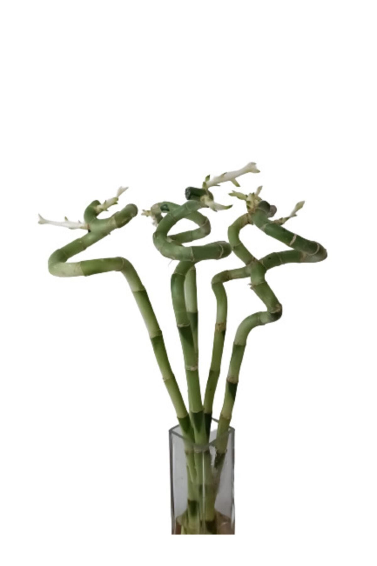 Bambu Tuğel Flowers 7 Adet 45-55 Cm Şans Su (LUCKY BAMBOO)