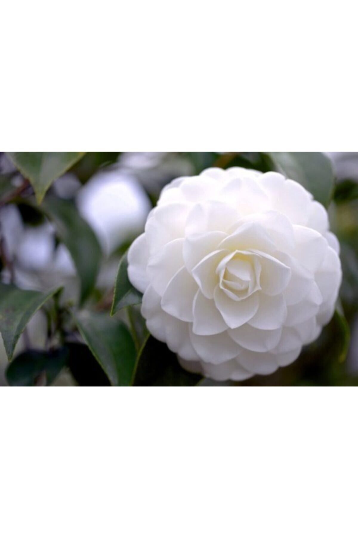 Bitkim Sende 3 Adet Beyaz Kamelya Çiçeği Fidanı 60 Cm