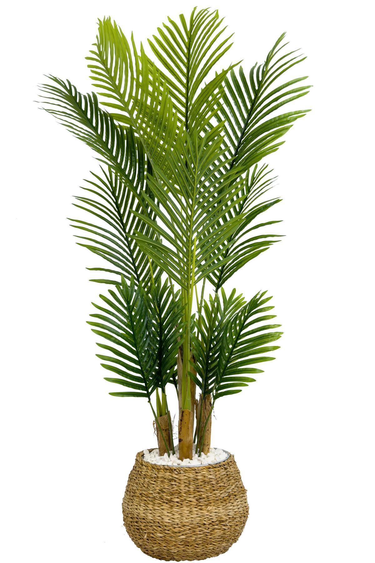BİÇİÇEK Areka Palmiyesi 130cm geoit hasır saksıda