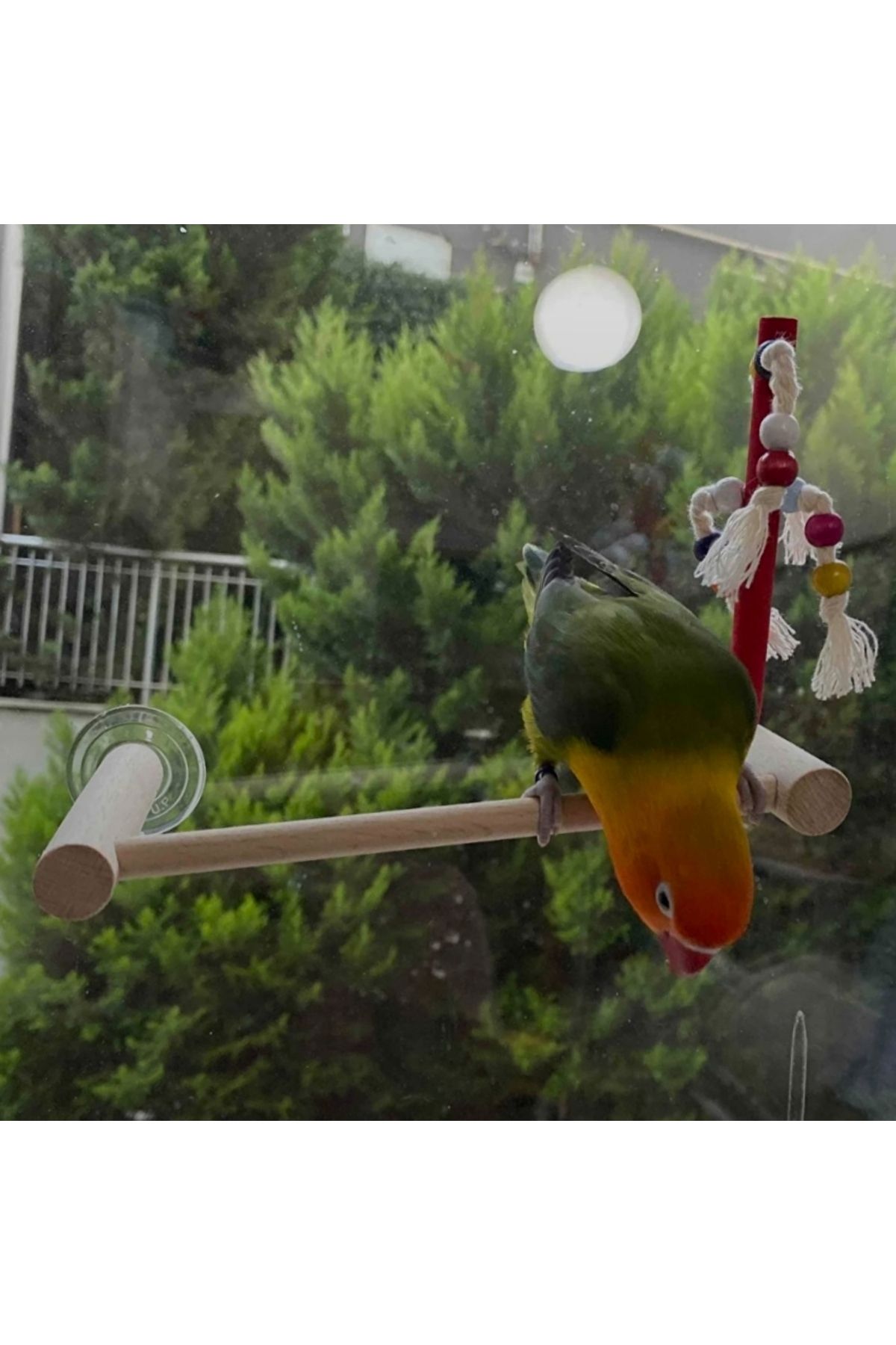 Alice Muhabbet kuşu ve boyutlarındaki kuşlar için Vantuzlu Cam Tüneği
