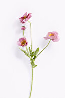 Dusty Rose