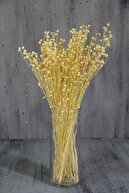 دسته لونا خشک (چمن کتانی) طبیعی-thumb