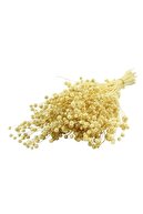 دسته لونا خشک (چمن کتانی) طبیعی-thumb