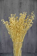 دسته لونا خشک (چمن کتانی) طبیعی-thumb