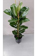 لاستیک وارداتی خانگی و اداری کارخانه زنده، ارسال با جعبه مخصوص-thumb