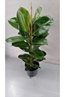 لاستیک وارداتی خانگی و اداری کارخانه زنده، ارسال با جعبه مخصوص-thumb