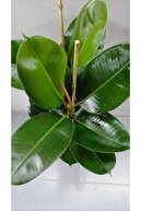 لاستیک وارداتی خانگی و اداری کارخانه زنده، ارسال با جعبه مخصوص-thumb