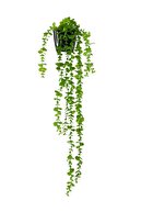 hanging eucalyptus