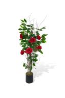white bougainvillea tree130cm