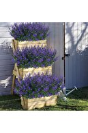 lavender 10