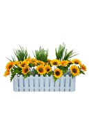 white hedge sunflower