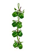 1 green capia pepper