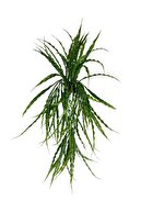 meandering reed70cm