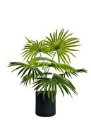 black metal potted