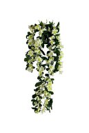 cream bougainvillea