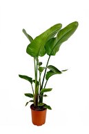 استرلیتزیا استارلایس، گیاه اتاق نشیمن تک ساقه بلند 60 تا 70 سانتی متر، ارسال شده در جعبه مخصوص-thumb