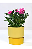 BICOLOR SHADES OF YELLOW