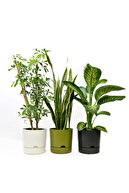 GREEN-WHITE-ANTHRACITE
