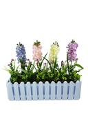 colorful hyacinth