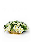 prairie daisy