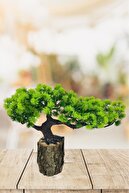 green acacia
