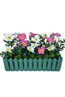 green pot white-pink chamomile
