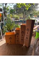 Dracaena Marginata XL - درخت اژدها ماداگاسکار 2 دو تنه گیاه اتاق نشیمن 110-120 سانتی متر-thumb