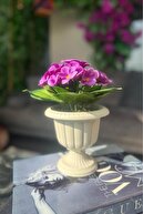 purple antique