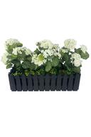 black flower pot geranium white
