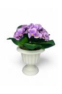 purple antique