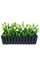 black pot chamomile
