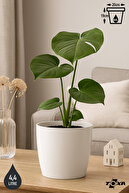 4.4Lt WHITE