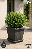 44Lt ANTHRACITE