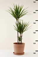 Dracaena Marginata XL - درخت اژدها ماداگاسکار 2 دو تنه گیاه اتاق نشیمن 110-120 سانتی متر-thumb
