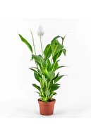 گل اسپاتیفیلیوم گلدانی زنده (Peace Sailflower) - گیاه داخلی، خانگی و اداری-thumb