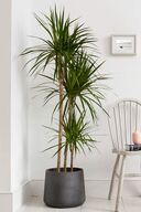 Dracaena Marginata XL - درخت اژدها ماداگاسکار 2 دو تنه گیاه اتاق نشیمن 110-120 سانتی متر-thumb