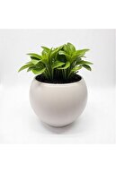 گلدان گل گل گلدان گلدان گلدان اتاق تزئینی مدرن 27 لیتر رنگ سفید-thumb