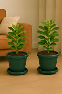 Green 2 Pieces