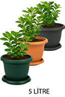 3-Color Set
