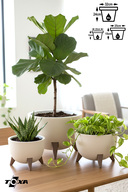 Ivory 3 Size WITH STRAINER
