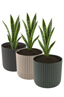 3-Color Set