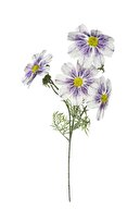 Purple, White