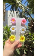 colorful chamomile